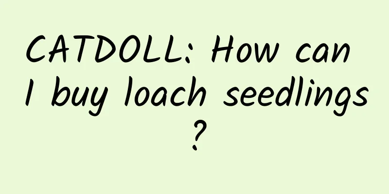 CATDOLL: How can I buy loach seedlings?