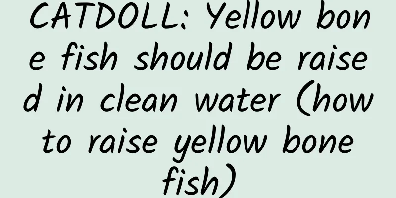 CATDOLL: Yellow bone fish should be raised in clean water (how to raise yellow bone fish)