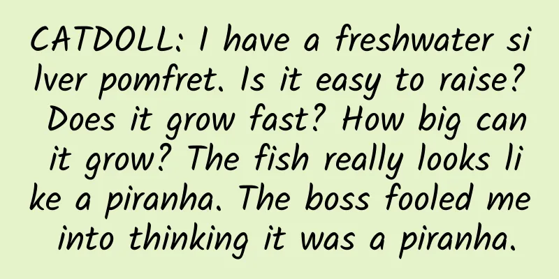 CATDOLL: I have a freshwater silver pomfret. Is it easy to raise? Does it grow fast? How big can it grow? The fish really looks like a piranha. The boss fooled me into thinking it was a piranha.