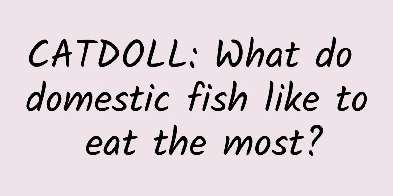 CATDOLL: What do domestic fish like to eat the most?