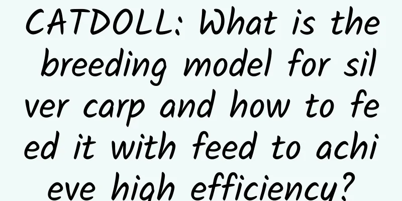 CATDOLL: What is the breeding model for silver carp and how to feed it with feed to achieve high efficiency?