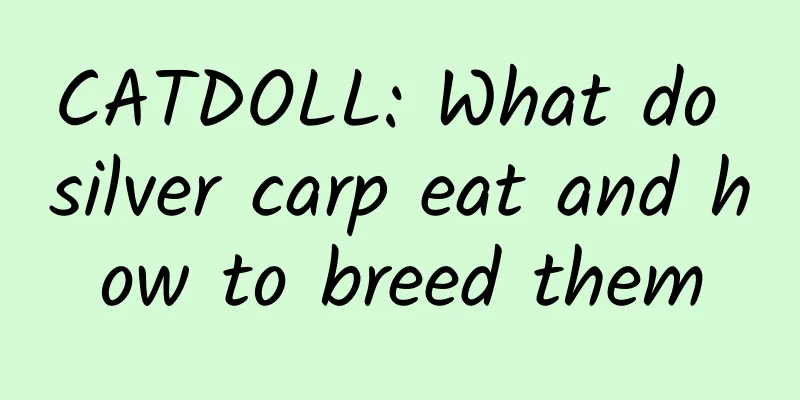 CATDOLL: What do silver carp eat and how to breed them
