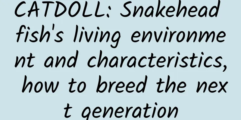 CATDOLL: Snakehead fish's living environment and characteristics, how to breed the next generation
