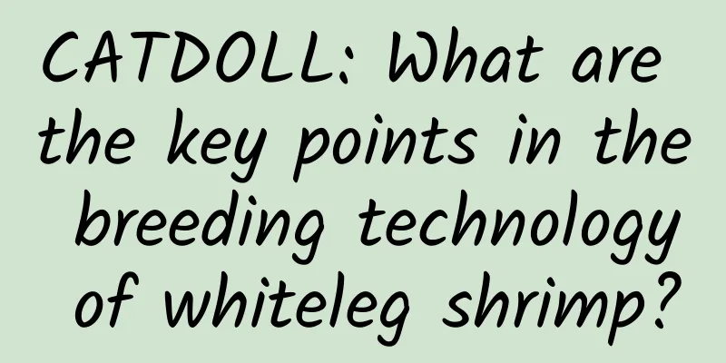 CATDOLL: What are the key points in the breeding technology of whiteleg shrimp?