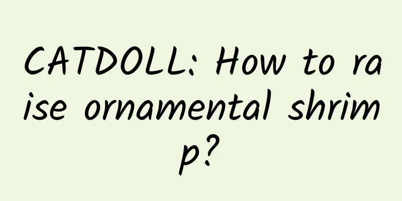 CATDOLL: How to raise ornamental shrimp?
