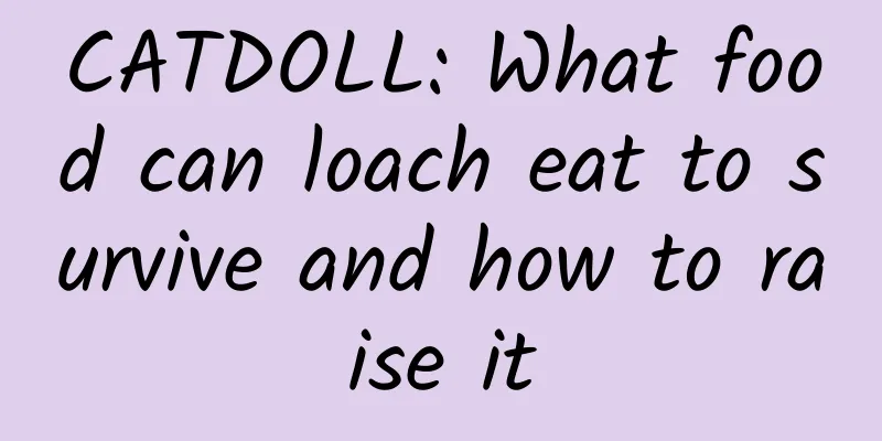 CATDOLL: What food can loach eat to survive and how to raise it