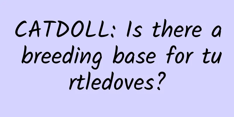 CATDOLL: Is there a breeding base for turtledoves?