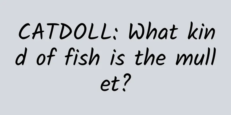 CATDOLL: What kind of fish is the mullet?