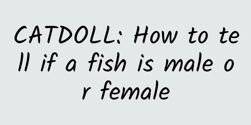 CATDOLL: How to tell if a fish is male or female