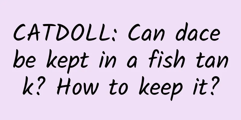 CATDOLL: Can dace be kept in a fish tank? How to keep it?