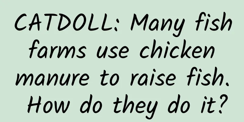 CATDOLL: Many fish farms use chicken manure to raise fish. How do they do it?