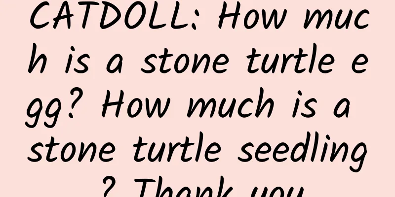 CATDOLL: How much is a stone turtle egg? How much is a stone turtle seedling? Thank you