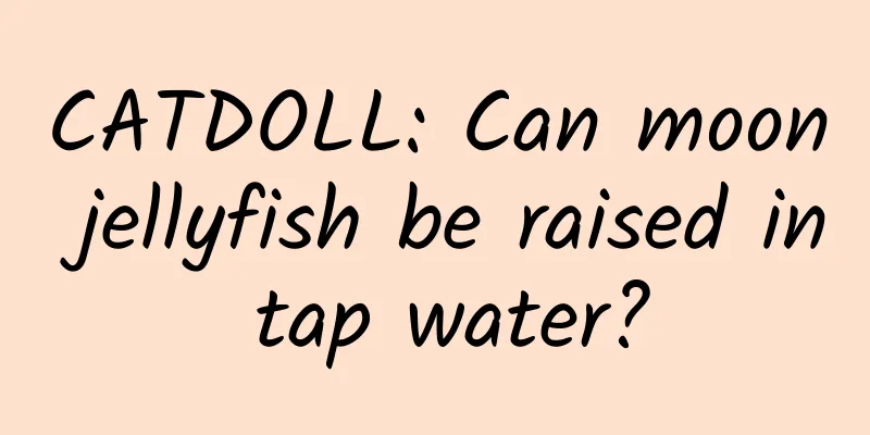 CATDOLL: Can moon jellyfish be raised in tap water?