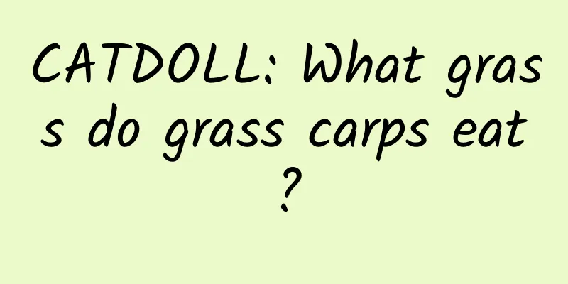 CATDOLL: What grass do grass carps eat?
