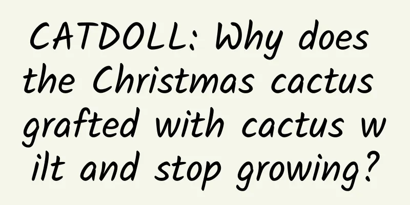 CATDOLL: Why does the Christmas cactus grafted with cactus wilt and stop growing?