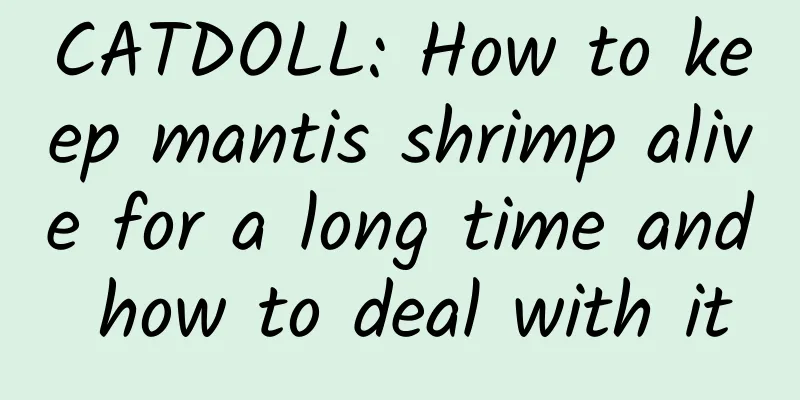CATDOLL: How to keep mantis shrimp alive for a long time and how to deal with it
