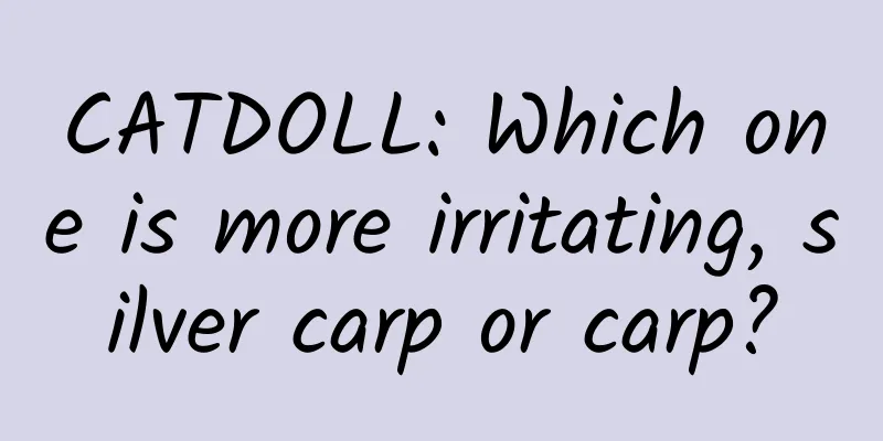 CATDOLL: Which one is more irritating, silver carp or carp?