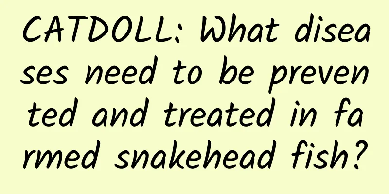 CATDOLL: What diseases need to be prevented and treated in farmed snakehead fish?