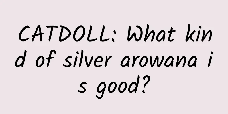 CATDOLL: What kind of silver arowana is good?