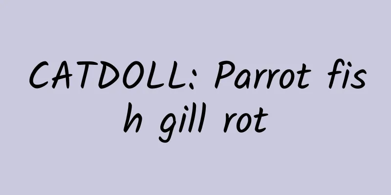 CATDOLL: Parrot fish gill rot