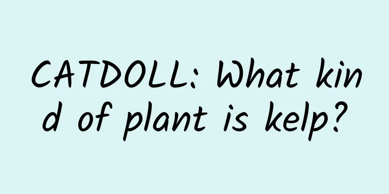 CATDOLL: What kind of plant is kelp?