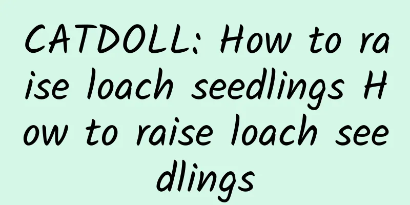 CATDOLL: How to raise loach seedlings How to raise loach seedlings
