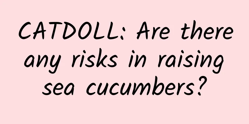 CATDOLL: Are there any risks in raising sea cucumbers?