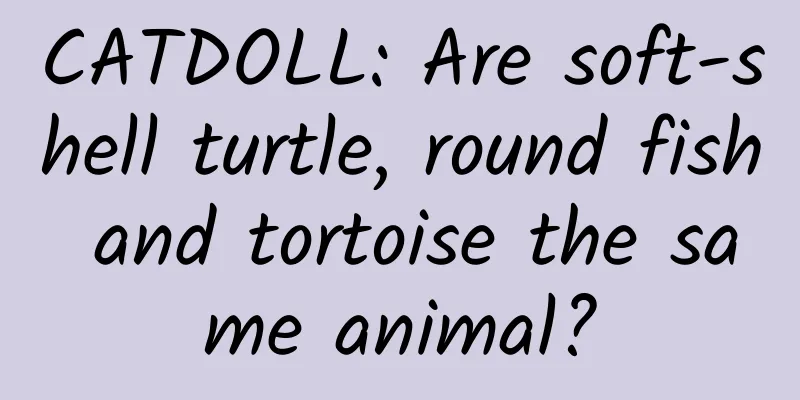 CATDOLL: Are soft-shell turtle, round fish and tortoise the same animal?
