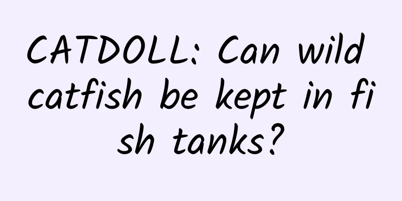 CATDOLL: Can wild catfish be kept in fish tanks?