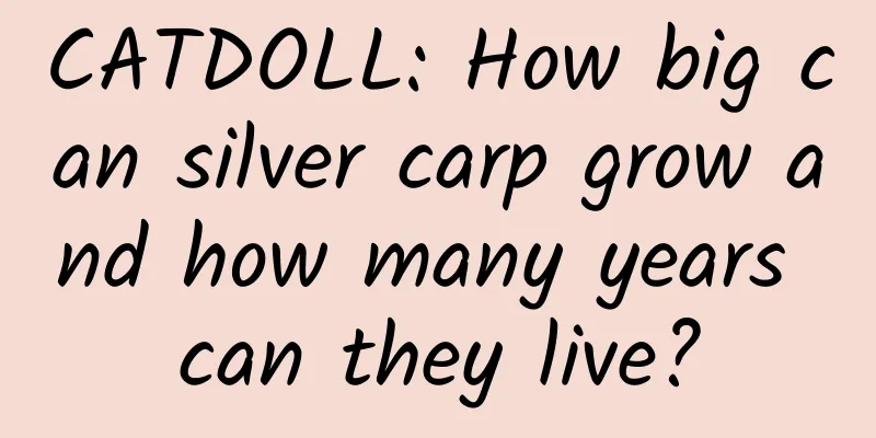 CATDOLL: How big can silver carp grow and how many years can they live?