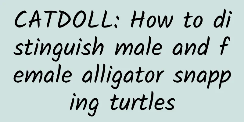 CATDOLL: How to distinguish male and female alligator snapping turtles