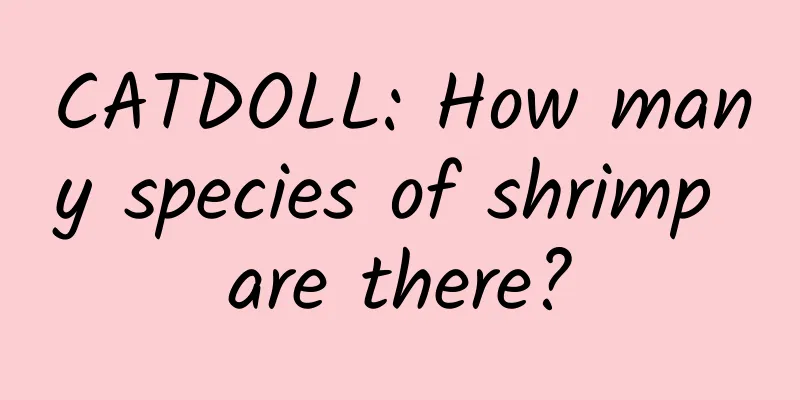 CATDOLL: How many species of shrimp are there?