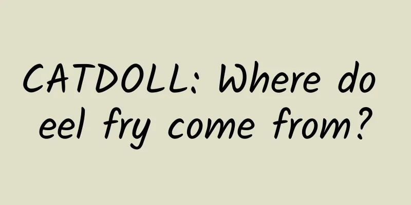 CATDOLL: Where do eel fry come from?