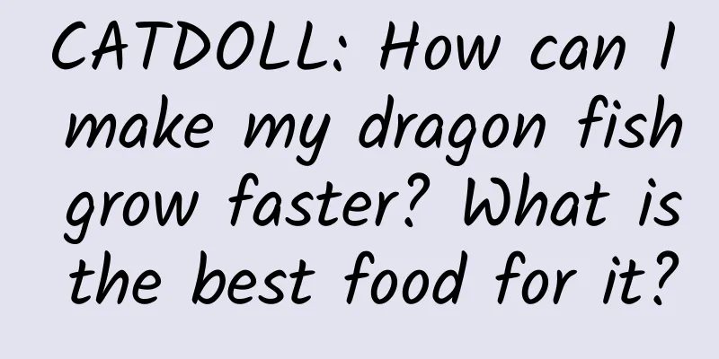 CATDOLL: How can I make my dragon fish grow faster? What is the best food for it?