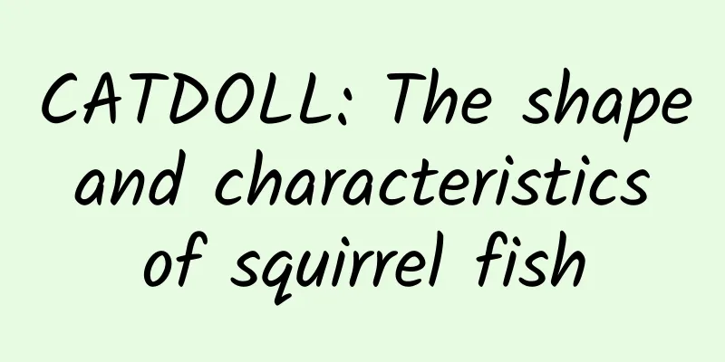 CATDOLL: The shape and characteristics of squirrel fish