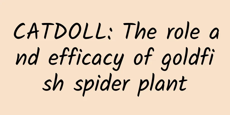 CATDOLL: The role and efficacy of goldfish spider plant