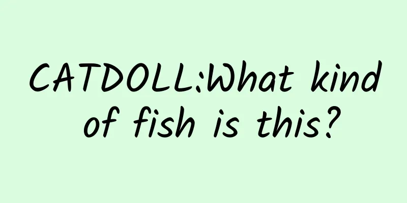 CATDOLL:What kind of fish is this?