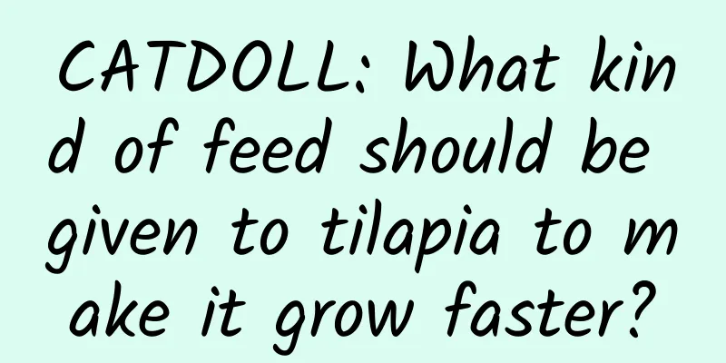 CATDOLL: What kind of feed should be given to tilapia to make it grow faster?