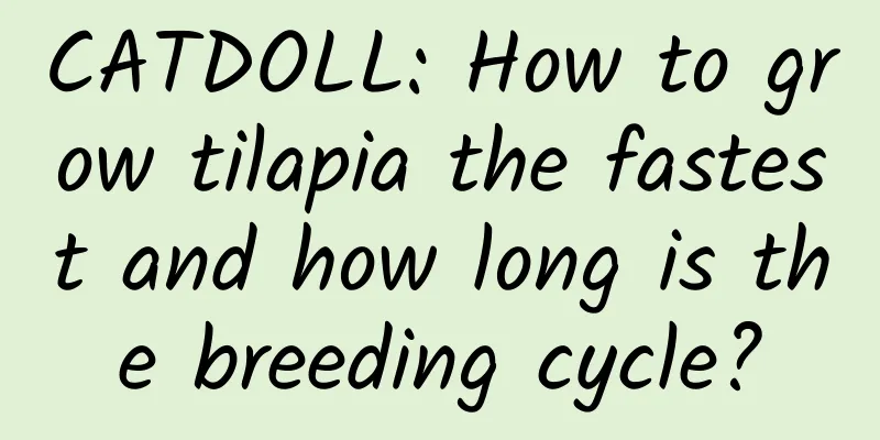 CATDOLL: How to grow tilapia the fastest and how long is the breeding cycle?