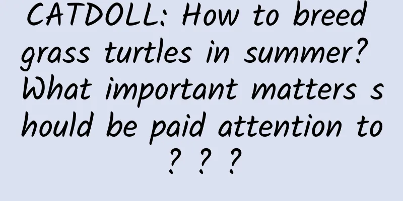 CATDOLL: How to breed grass turtles in summer? What important matters should be paid attention to? ? ?