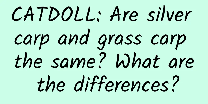 CATDOLL: Are silver carp and grass carp the same? What are the differences?