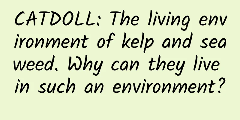 CATDOLL: The living environment of kelp and seaweed. Why can they live in such an environment?