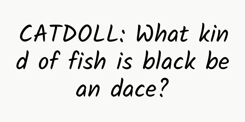 CATDOLL: What kind of fish is black bean dace?