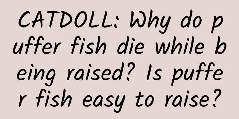 CATDOLL: Why do puffer fish die while being raised? Is puffer fish easy to raise?