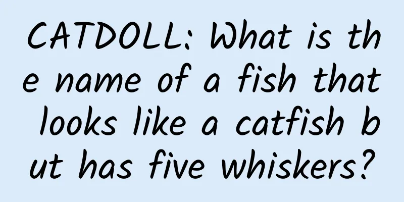 CATDOLL: What is the name of a fish that looks like a catfish but has five whiskers?