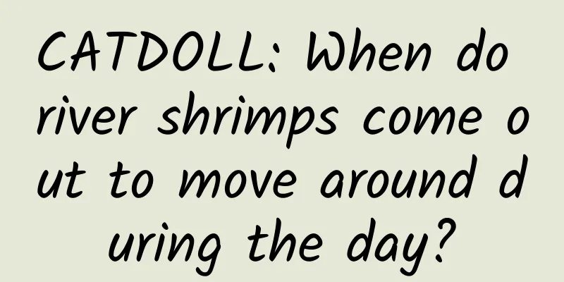 CATDOLL: When do river shrimps come out to move around during the day?