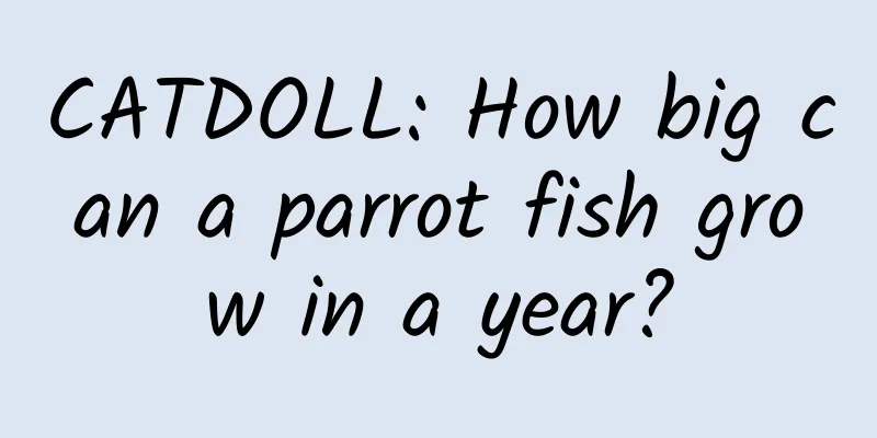 CATDOLL: How big can a parrot fish grow in a year?