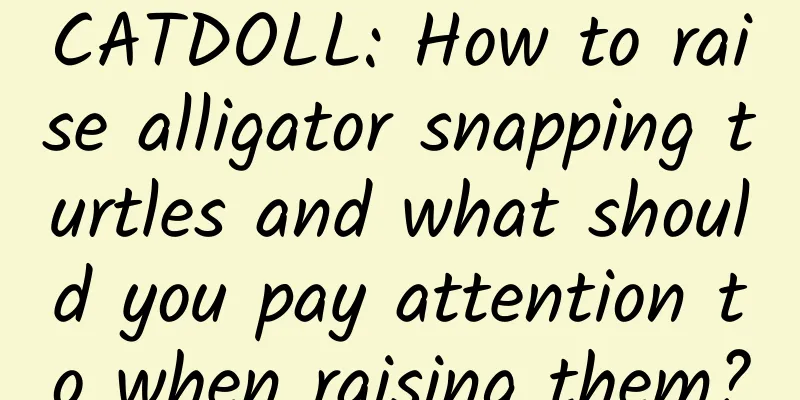 CATDOLL: How to raise alligator snapping turtles and what should you pay attention to when raising them?