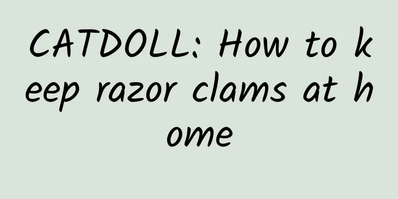 CATDOLL: How to keep razor clams at home