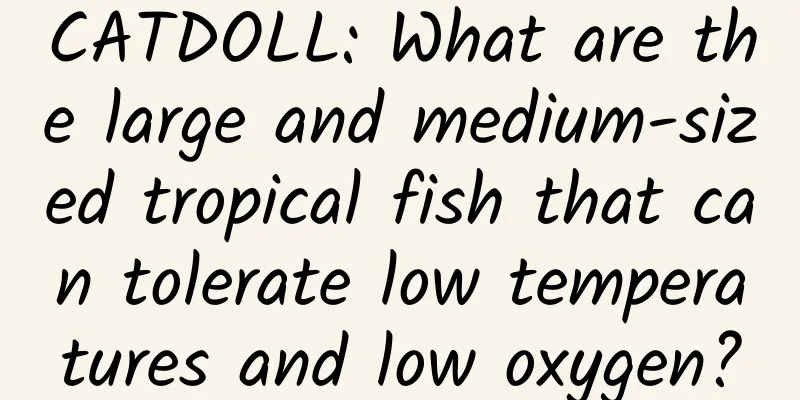 CATDOLL: What are the large and medium-sized tropical fish that can tolerate low temperatures and low oxygen?